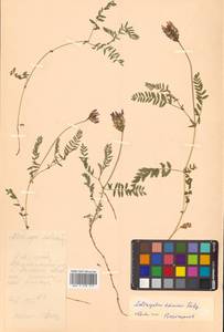 Astragalus agrestis Douglas ex G.Don, Siberia, Russian Far East (S6) (Russia)