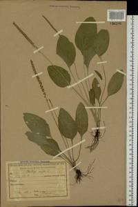 Plantago major L., Eastern Europe, Central region (E4) (Russia)