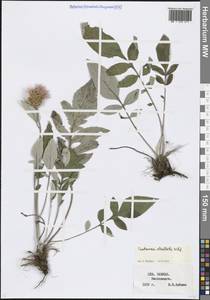 Psephellus dealbatus (Willd.) K.Koch, Caucasus, Stavropol Krai, Karachay-Cherkessia & Kabardino-Balkaria (K1b) (Russia)