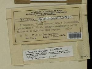 Dicranum laevidens R.S. Williams, Bryophytes, Bryophytes - Western Europe (BEu) (Norway)