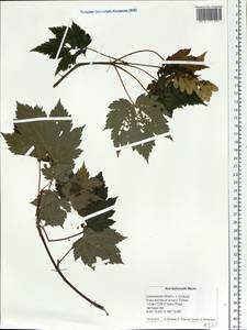 Acer tschonoskii Maxim., Siberia, Russian Far East (S6) (Russia)