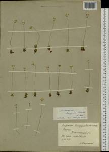 Androsace bungeana Schischk. & Bobrov, Siberia, Yakutia (S5) (Russia)