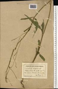 Sisymbrium volgense M.Bieb. ex E.Fourn., Eastern Europe, Lower Volga region (E9) (Russia)