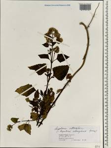 Ageratina adenophora (Spreng.) R. King & H. Rob., South Asia, South Asia (Asia outside ex-Soviet states and Mongolia) (ASIA) (Nepal)