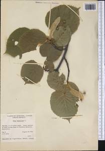 Tilia americana L., America (AMER) (Canada)