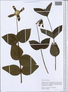 Clematis integrifolia L., Eastern Europe, Central forest-and-steppe region (E6) (Russia)