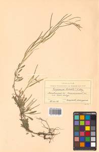 Erysimum boreale (C. A. Mey. ex Rupr.) Trautv., Siberia, Chukotka & Kamchatka (S7) (Russia)