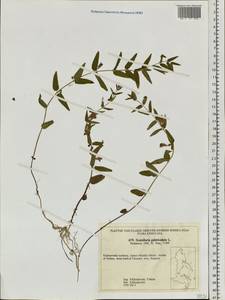 Scutellaria galericulata L., Siberia, Russian Far East (S6) (Russia)