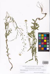 Camelina microcarpa Andrz. ex DC., Eastern Europe, Moscow region (E4a) (Russia)