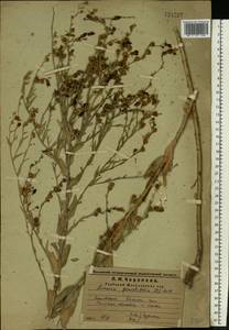 Linaria genistifolia (L.) Mill., Eastern Europe, Middle Volga region (E8) (Russia)
