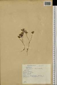 Vaccinium vitis-idaea L., Siberia, Yakutia (S5) (Russia)