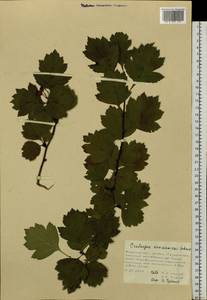 Crataegus maximowiczii C. K. Schneid., Siberia, Russian Far East (S6) (Russia)