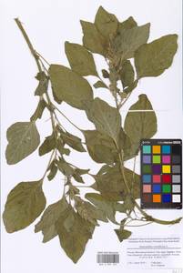 Amaranthus retroflexus L., Eastern Europe, Moscow region (E4a) (Russia)