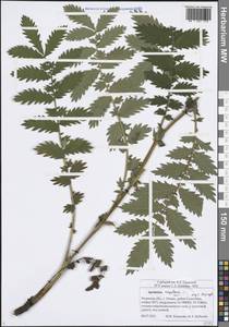 Agrimonia eupatoria L., Eastern Europe, Central region (E4) (Russia)