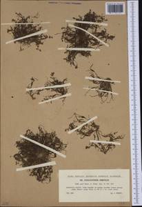 Coleanthus subtilis (Tratt.) Seidel ex Roem. & Schult., Western Europe (EUR) (Slovenia)