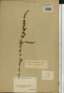 Rumex marschallianus Rchb., Middle Asia, Caspian Ustyurt & Northern Aralia (M8) (Kazakhstan)