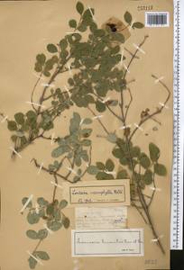 Lonicera microphylla Willd. ex Roem. & Schult., Middle Asia, Dzungarian Alatau & Tarbagatai (M5) (Kazakhstan)