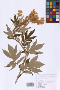 Filipendula ulmaria (L.) Maxim., Eastern Europe, Northern region (E1) (Russia)