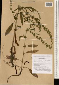 Rumex dentatus L., South Asia, South Asia (Asia outside ex-Soviet states and Mongolia) (ASIA) (Israel)