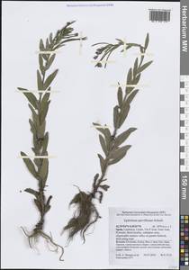 Epilobium parviflorum Schreb., Western Europe (EUR) (Spain)