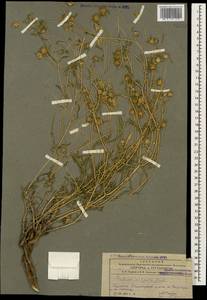 Lomelosia argentea (L.) Greuter & Burdet, Caucasus, Armenia (K5) (Armenia)