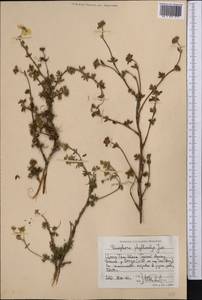 Dasiphora fruticosa (L.) Rydb., Middle Asia, Northern & Central Tian Shan (M4) (Kyrgyzstan)