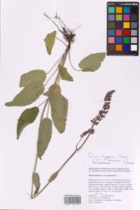 Salvia dumetorum Andrz. ex Besser, Eastern Europe, Rostov Oblast (E12a) (Russia)