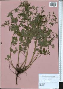 Potentilla intermedia L., Eastern Europe, Central region (E4) (Russia)