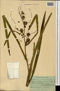 Sparganium erectum subsp. neglectum (Beeby) K.Richt., Caucasus, Abkhazia (K4a) (Abkhazia)