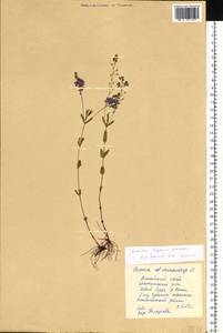 Veronica krylovii Schischk., Siberia, Altai & Sayany Mountains (S2) (Russia)