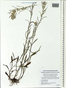 Omalotheca sylvatica (L.) Sch. Bip. & F. W. Schultz, Eastern Europe, North-Western region (E2) (Russia)