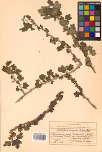 Ribes burejense F. Schmidt, Siberia, Russian Far East (S6) (Russia)