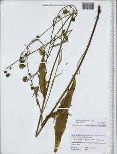 Hieracium korshinskyi Zahn, Siberia, Baikal & Transbaikal region (S4) (Russia)