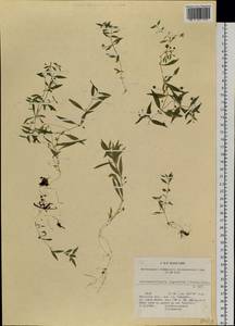 Pseudostellaria rupestris (Turcz.) Pax, Siberia, Baikal & Transbaikal region (S4) (Russia)