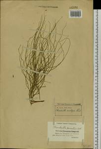 Chondrilla ambigua Fisch. ex Kar. & Kir., Siberia, Western (Kazakhstan) Altai Mountains (S2a) (Kazakhstan)