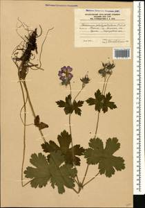 Geranium platypetalum Fisch. & C.A. Mey., Caucasus, South Ossetia (K4b) (South Ossetia)