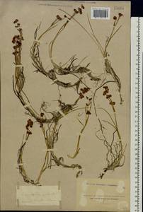 Scheuchzeria palustris L., Eastern Europe, Northern region (E1) (Russia)