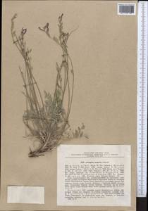 Astragalus scoparius Schrenk, Middle Asia, Dzungarian Alatau & Tarbagatai (M5) (Kazakhstan)
