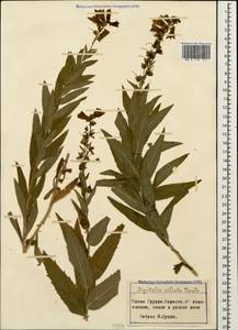 Digitalis ciliata Trautv., Caucasus, Georgia (K4) (Georgia)