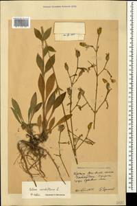 Silene viridiflora L., Crimea (KRYM) (Russia)