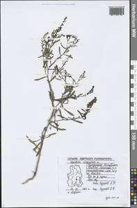 Lepidium virginicum L., Eastern Europe, Volga-Kama region (E7) (Russia)