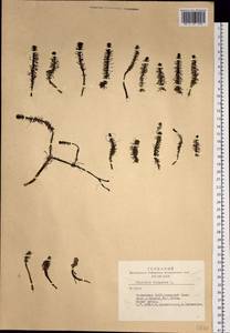 Hippuris vulgaris L., Siberia, Altai & Sayany Mountains (S2) (Russia)