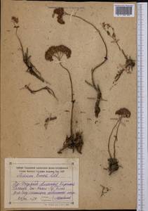 Hylotelephium ewersii (Ledeb.) H. Ohba, Middle Asia, Northern & Central Tian Shan (M4) (Kyrgyzstan)