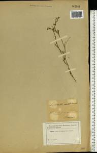 Linum austriacum L., Eastern Europe, Central forest-and-steppe region (E6) (Russia)