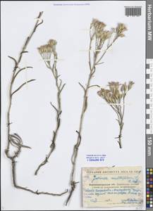 Jurinea multiflora (L.) B. Fedtsch., Eastern Europe, North Ukrainian region (E11) (Ukraine)