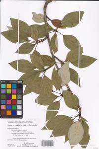 Populus ×moscoviensis Schröd., Eastern Europe, Central region (E4) (Russia)
