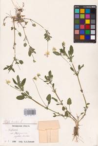 Viola tricolor L., Eastern Europe, North Ukrainian region (E11) (Ukraine)