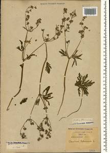 Geranium tuberosum L., Caucasus, Krasnodar Krai & Adygea (K1a) (Russia)