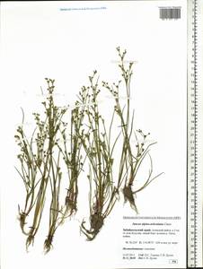 Juncus alpinoarticulatus Chaix, Siberia, Baikal & Transbaikal region (S4) (Russia)