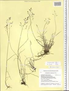 Poa glauca Vahl, Siberia, Baikal & Transbaikal region (S4) (Russia)